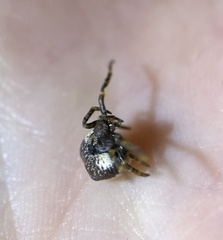 Mastophora cornigera