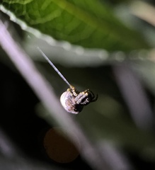 Mastophora cornigera