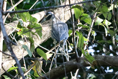 Nyctanassa violacea
