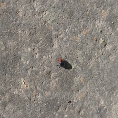 Phaedon semimarginatus