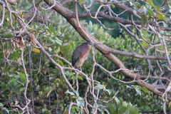 Butorides virescens