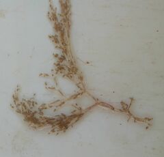 Amathia verticillata