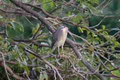 Nycticorax nycticorax