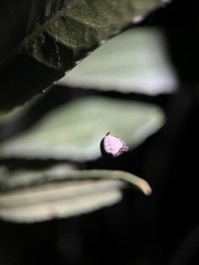 Mastophora cornigera