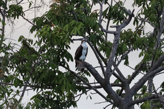 Pandion haliaetus
