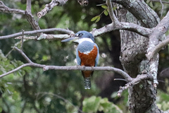 Megaceryle torquata