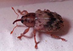 Lignyodes bischoffi