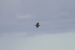 Nycticorax nycticorax