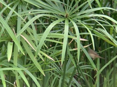 Acrocephalus bistrigiceps