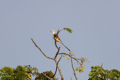 Tyrannus forficatus