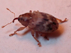 Lignyodes bischoffi