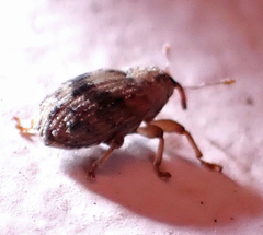 Lignyodes bischoffi