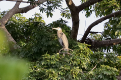 Ardea herodias