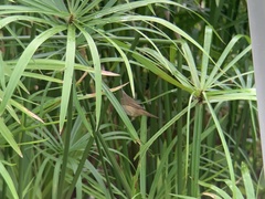 Acrocephalus bistrigiceps