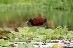 Jacana spinosa