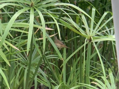 Acrocephalus bistrigiceps