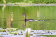 Podilymbus podiceps