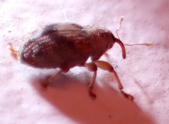 Lignyodes bischoffi
