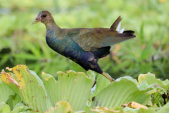 Porphyrio martinica