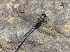 Stylogomphus albistylus