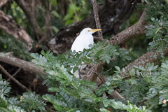 Bubulcus ibis