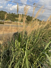 Miscanthus floridulus