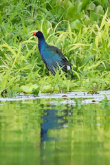 Porphyrio martinica