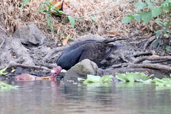 Cathartes aura