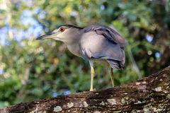 Nycticorax nycticorax