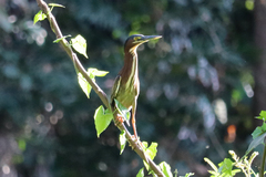 Butorides virescens