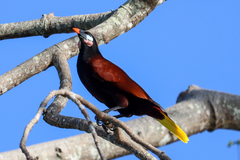 Psarocolius montezuma