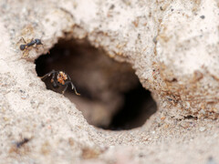 Acromyrmex lobicornis