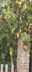 Brugmansia sanguinea