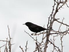 Knipolegus aterrimus