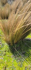 Poa cita