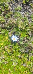 Gentiana sedifolia
