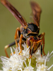 Polistes buyssoni