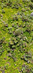Alchemilla orbiculata