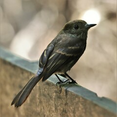 Knipolegus cyanirostris