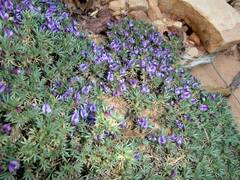 Astragalus kentrophyta