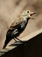 Knipolegus cyanirostris