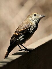 Knipolegus cyanirostris