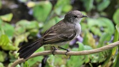 Serpophaga nigricans