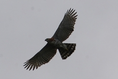 Spizaetus ornatus