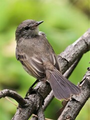 Serpophaga nigricans