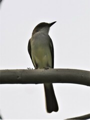 Myiarchus swainsoni
