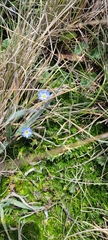 Gentiana sedifolia