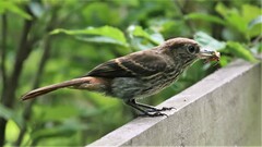 Knipolegus cyanirostris