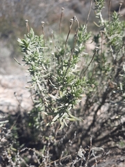 Ericameria linearifolia