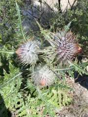Cirsium ehrenbergii
